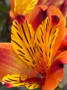 Astroemeria (Peruvian Lily) 