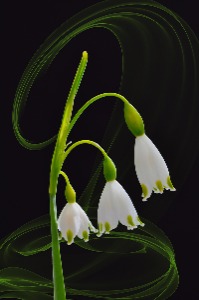 Leucojum