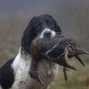 Working Gundog