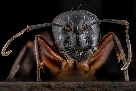 Andrzej Bargiela FRPS