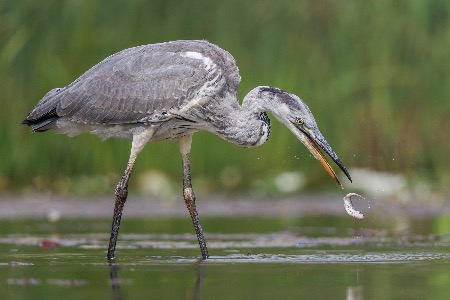 Heron with Catch