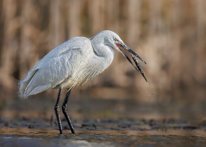 Egret with Catch