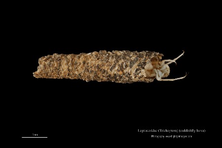 Caddishfly larva