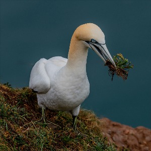 Northern Gannet