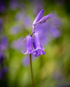 Bluebells