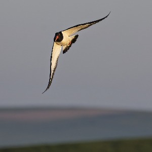 Oystercatcher in flight