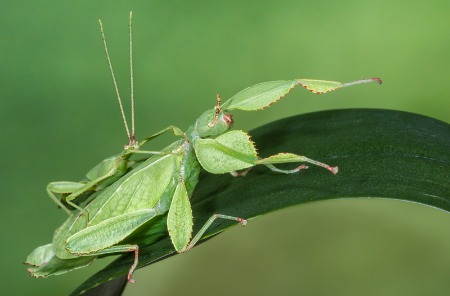 Leaf Insects, Female With Male on Back