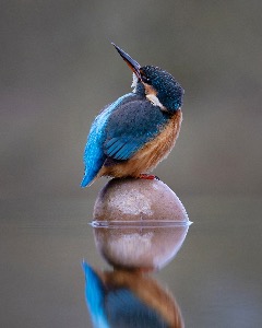Kingfisher on stone
