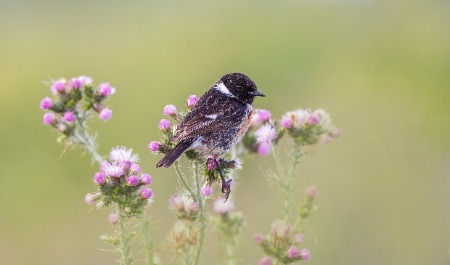 Stonechat copy 2