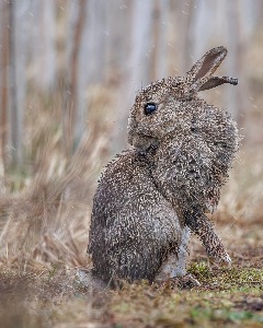 Caron Swinscoe CPAGB, BPE3*