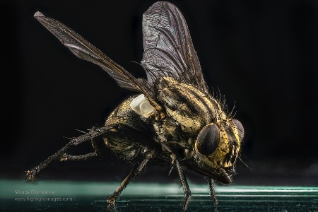 Musca domestica