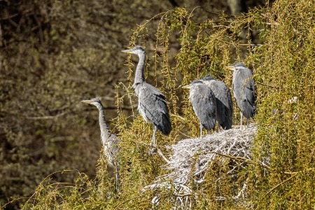 Wollaton Park Heronry