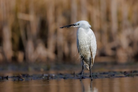 Egret