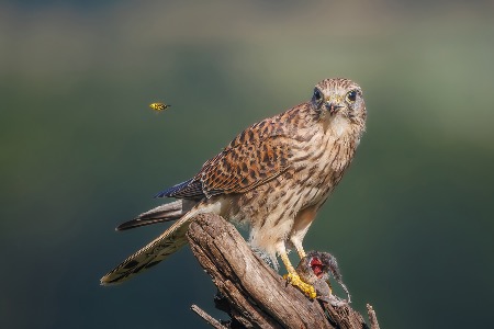 Kestrel and Wasp