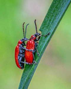 Lilly Beetles