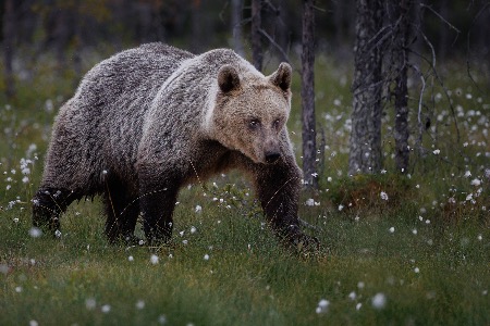 Brown Bear in Cotton Grass