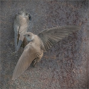 Sandmartins