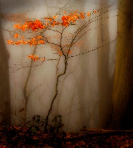 Holding on to Autumn