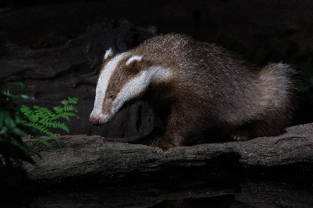 Brown Badger