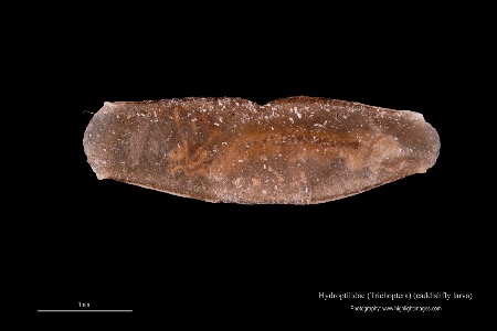 Pupation of caddishfly