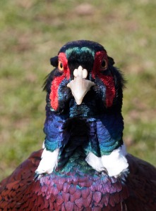 I'M GAME IF YOU ARE (Nature)