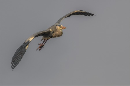 Soaring Grey Heron