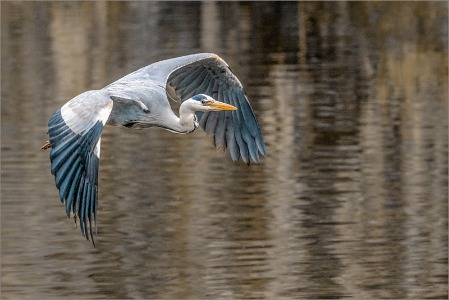 Grey Heron