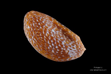 Vaccinium myrtillus seed