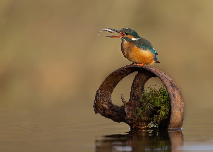 Kingfisher Catch