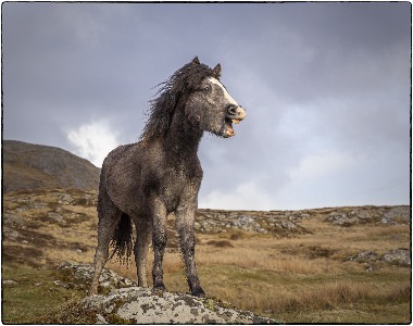Eriskay Pony