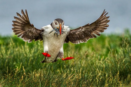 Puffin Landing With Sand Eels at The Farnes