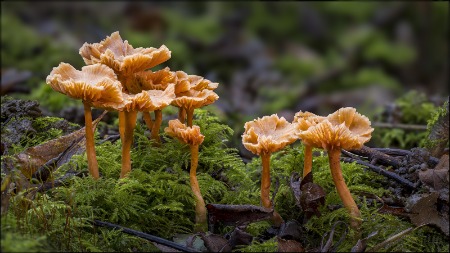 Common Gilled Mushrooms