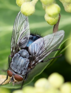 Calliphora Vicina