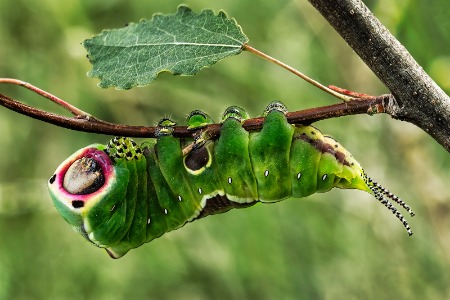 Puss Moth Caterpillar