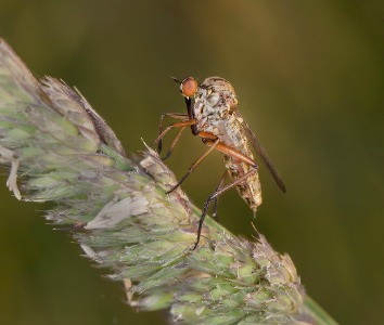 Dance Fly (Empis livida)