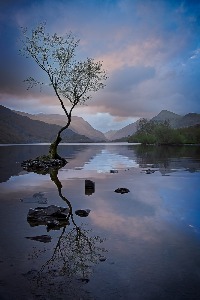 Llyn Padarn Lone Tree