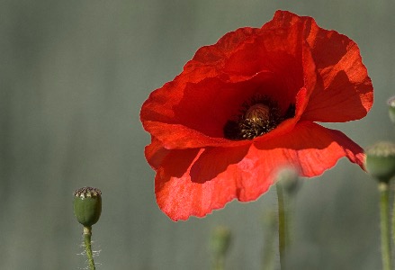 Papaver rhoeas