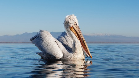 Dalmatian Pelican Portait