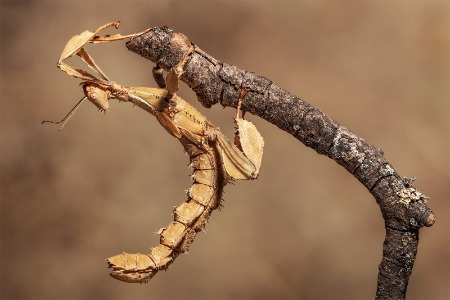 Macleays Stick insect