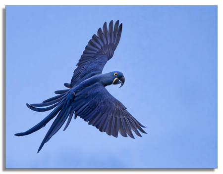 Blue on Blue