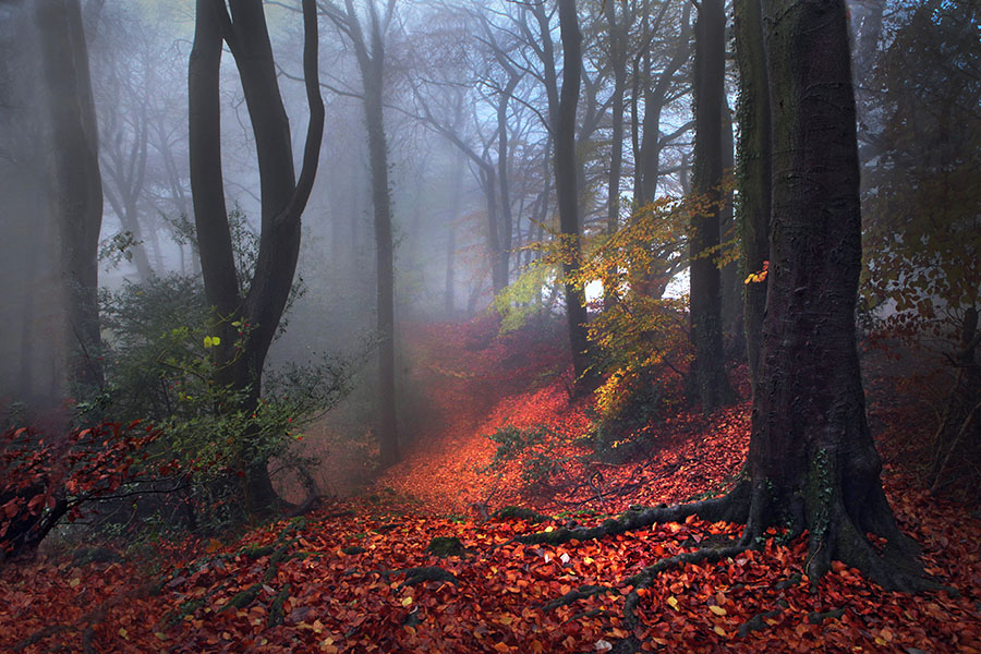 Sample Home Page Image