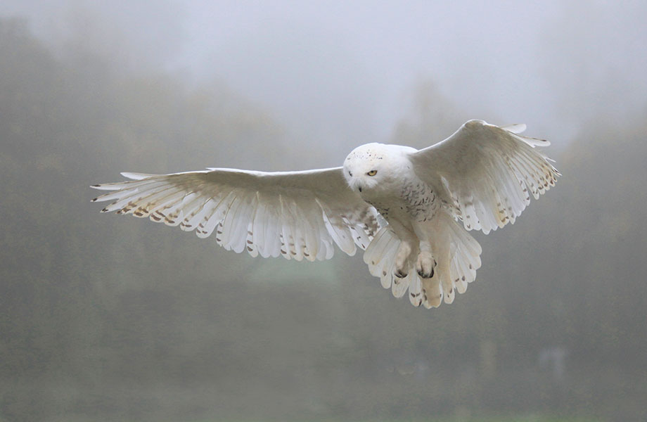 Sample Home Page Image