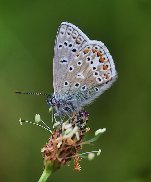 Sample Home Page Image