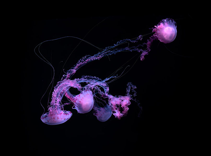 Sample Home Page Image