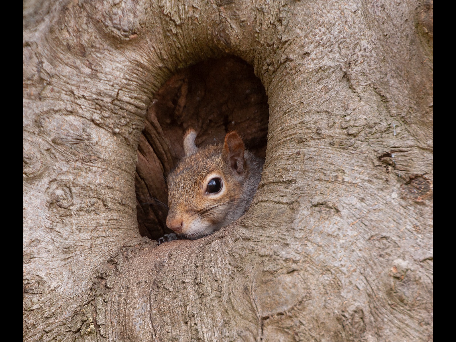 Grey Squirrel in Drey
