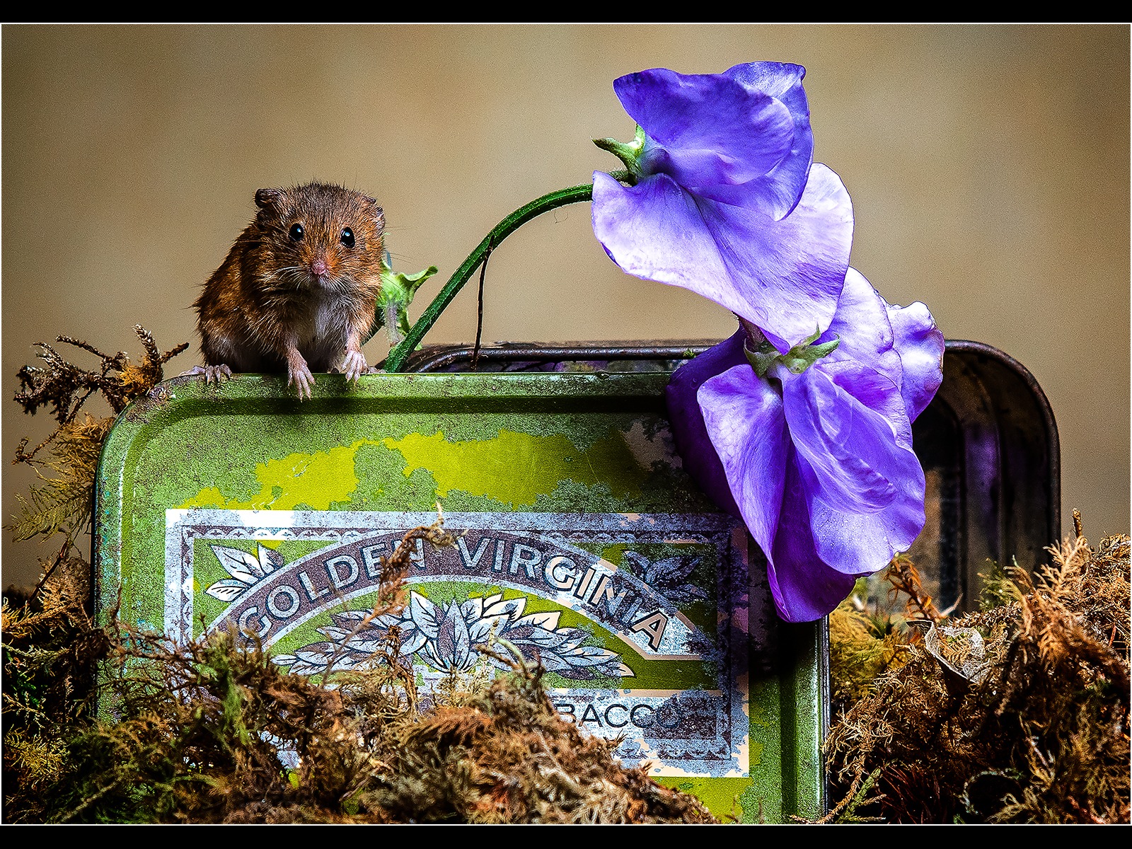Curious  mouse 