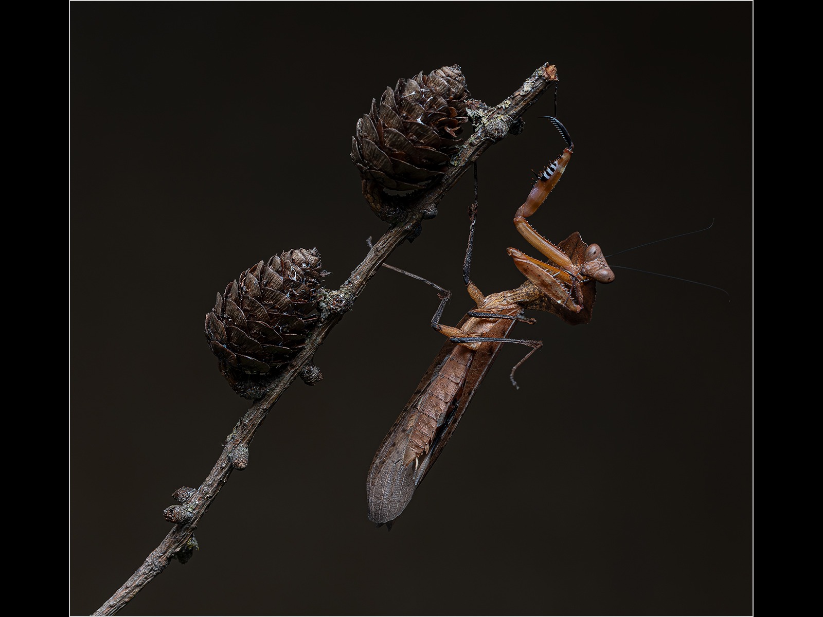 Dead leaf mantis 