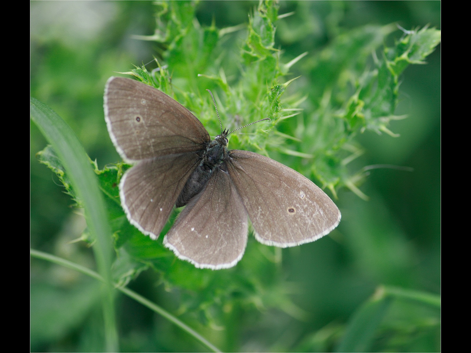 Meadow Brown
