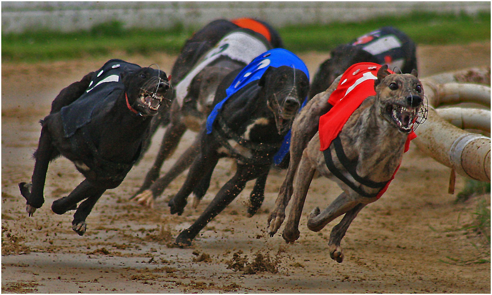 greyhound racing