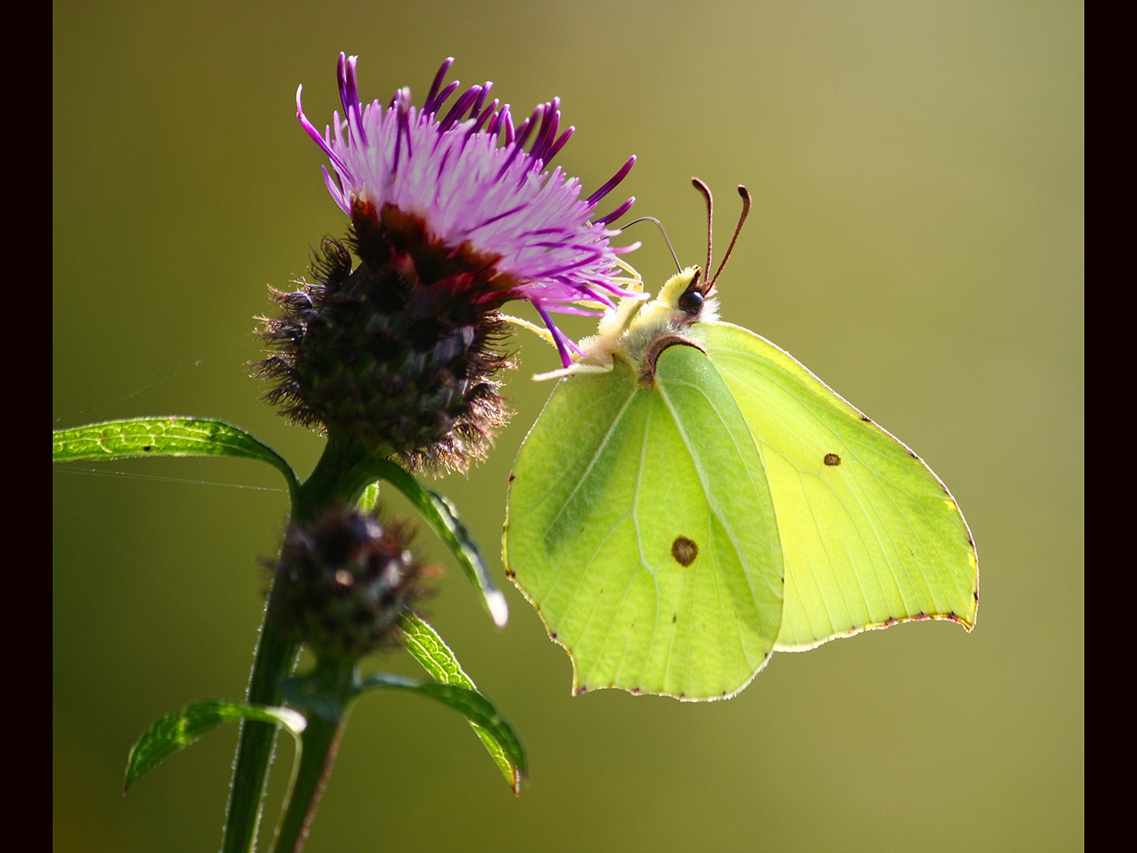 Brimstone